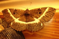 Erebus terminitincta