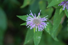 Monarda fistulosa