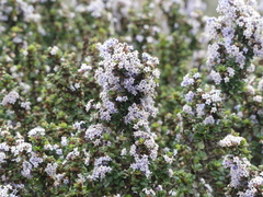 Ceanothus rigidus