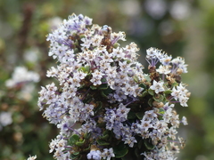 Ceanothus rigidus