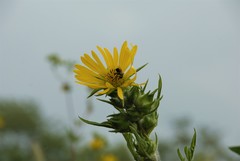 Silphium laciniatum
