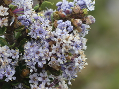 Ceanothus rigidus