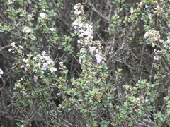 Ceanothus rigidus