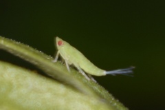 Aplos simplex