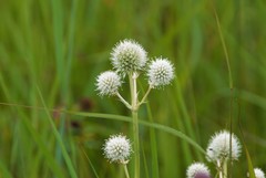 Eryngium yuccifolium