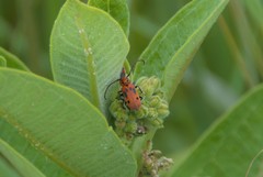 Tetraopes tetrophthalmus