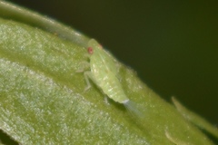 Aplos simplex