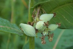 Asclepias syriaca