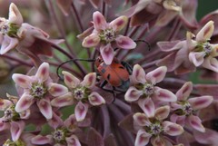 Tetraopes tetrophthalmus
