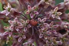 Tetraopes tetrophthalmus