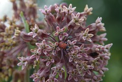 Asclepias syriaca