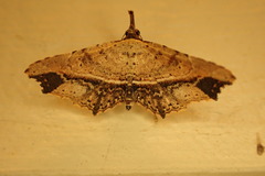 Philogethes metableta