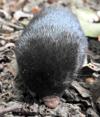 Chlorotalpa duthieae