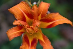 Hemerocallis fulva kwanso