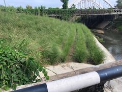 Chrysopogon zizanioides