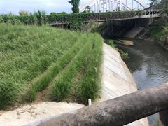 Chrysopogon zizanioides