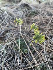 Draba asprella