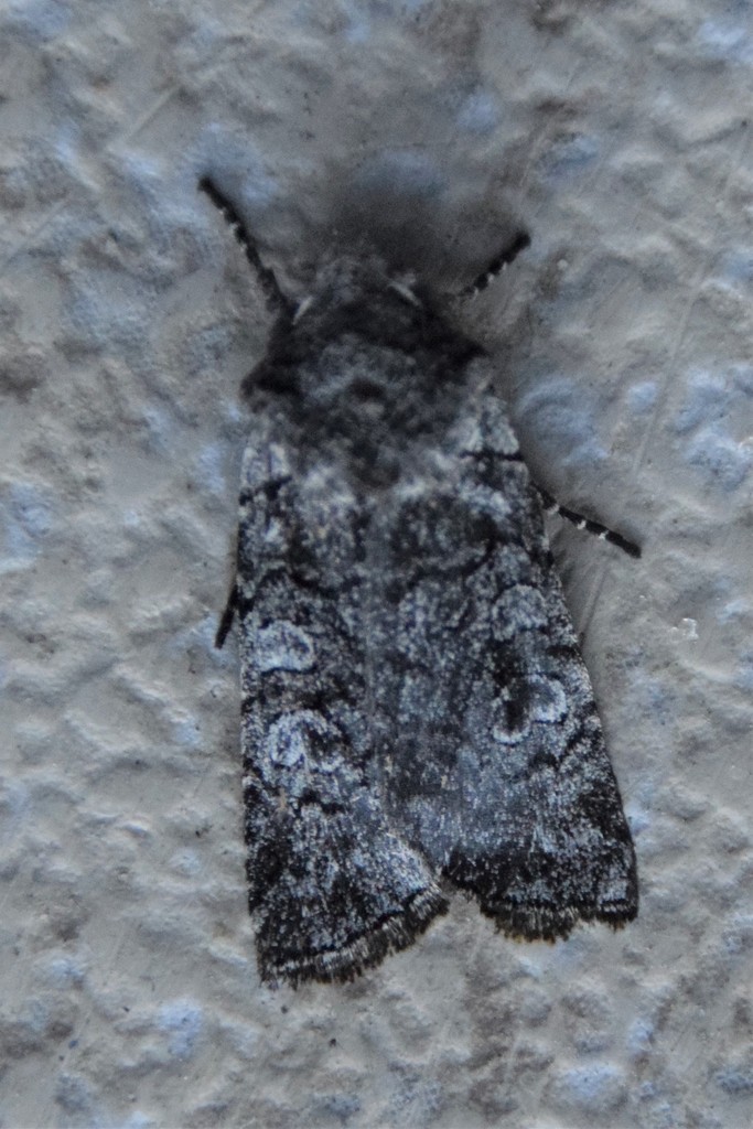 False Pinion Moth