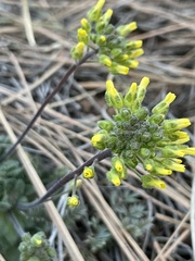 Draba asprella