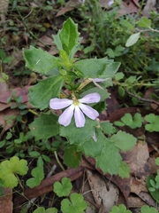 Scaevola aemula