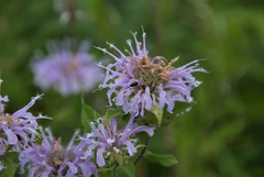 Monarda fistulosa