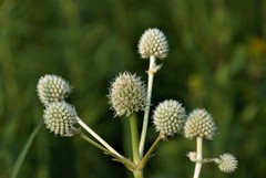 Eryngium yuccifolium