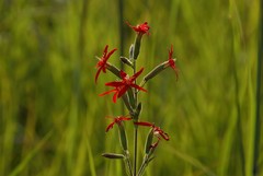 Silene regia