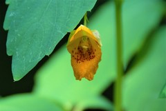 Impatiens capensis