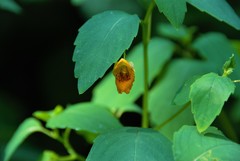 Impatiens capensis