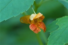 Impatiens capensis