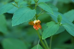 Impatiens capensis