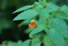 Impatiens capensis