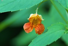 Impatiens capensis