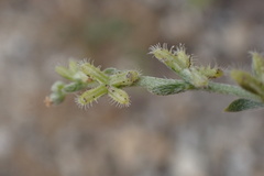 Pectocarya linearis ferocula