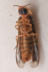 Microphotus angustus