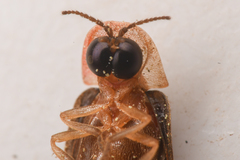 Microphotus angustus