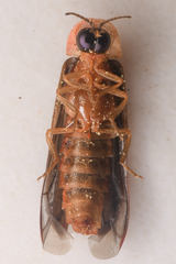 Microphotus angustus