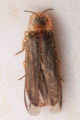 Microphotus angustus