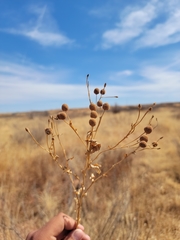 Helenium microcephalum