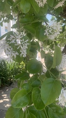 Chionanthus retusus
