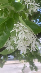 Chionanthus retusus