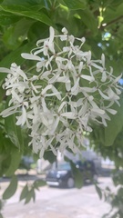 Chionanthus retusus