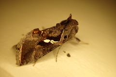 Chrysodeixis argentifera