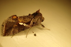 Chrysodeixis argentifera