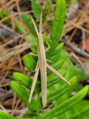 Achurum carinatum image