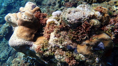 Goniastrea stelligera