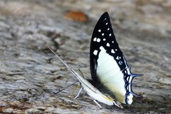 Polyura eudamippus