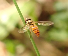 Episyrphus viridaureus
