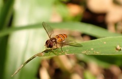 Episyrphus viridaureus