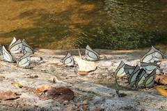 Polyura eudamippus